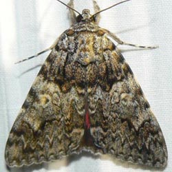 Catocala promissa